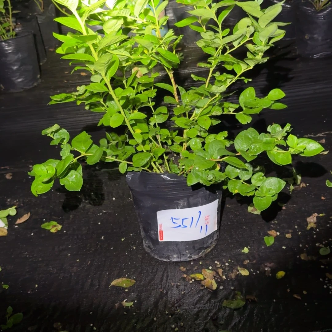 小***.大钵f6一物一拍5511