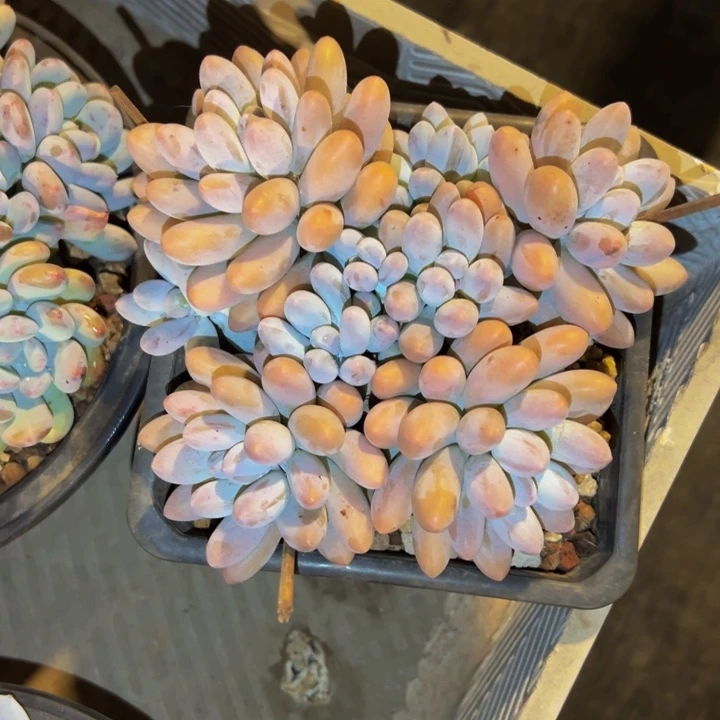 龙女的汤圆发货无砍