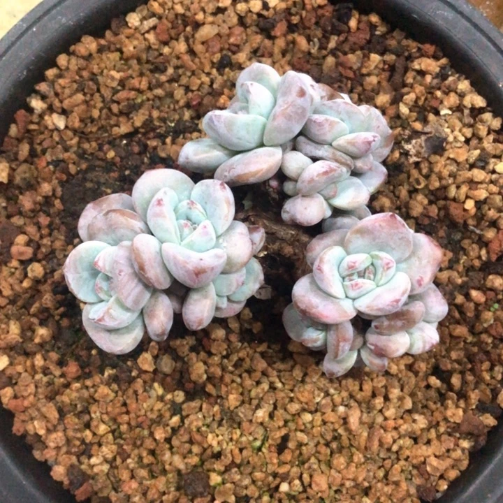 星影紫皮多头三叉