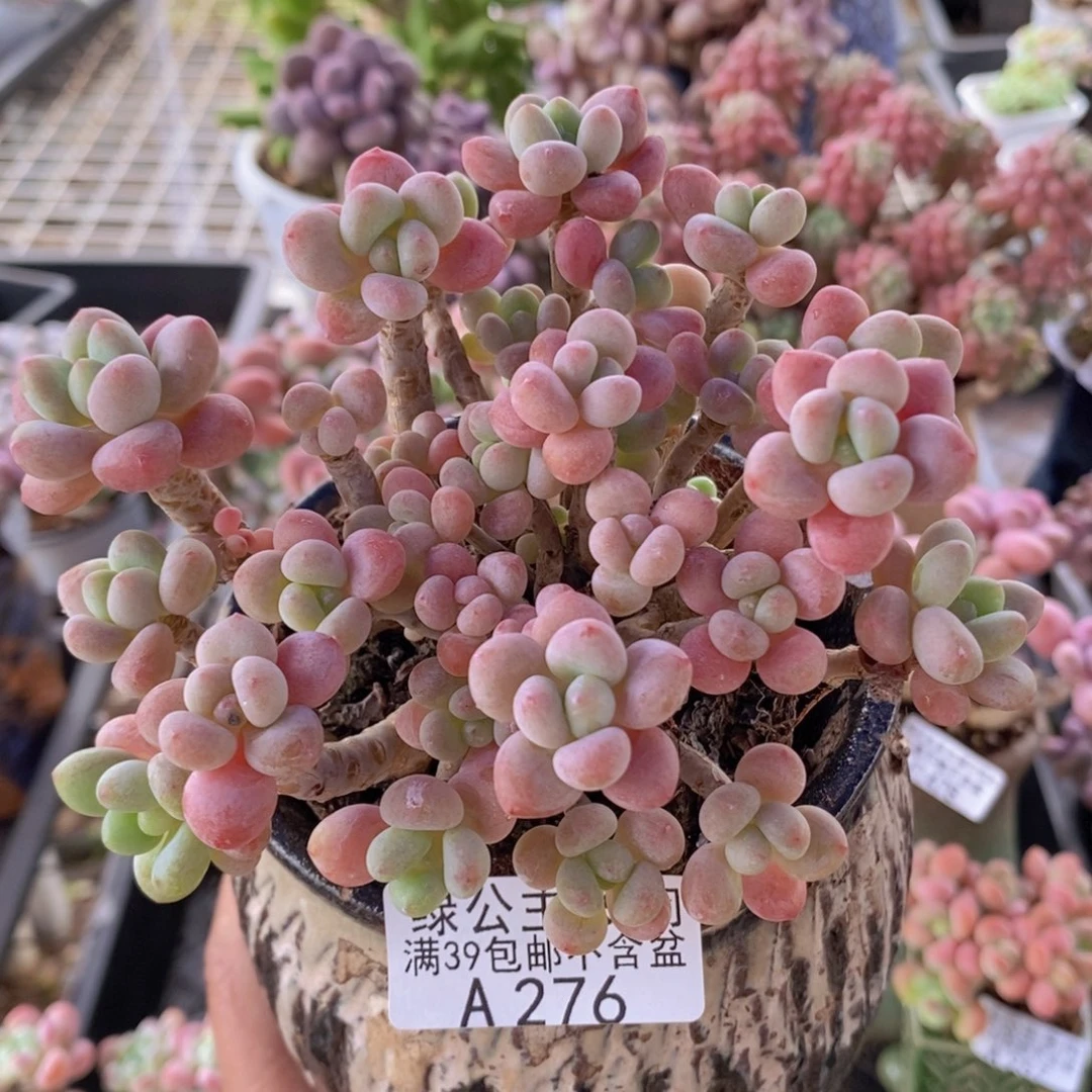鱼子酱老桩11cm276多肉植物