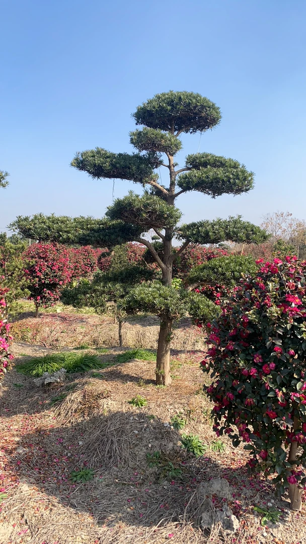 一手货源罗汉松精品地栽盆栽 品种齐全 造型美观 直播间选树
