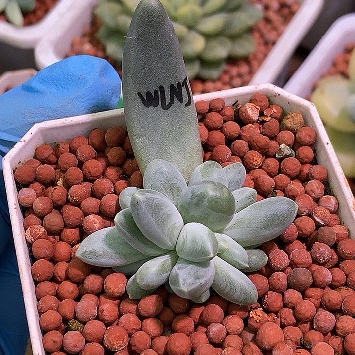 乌拉奶酪锦多肉植物