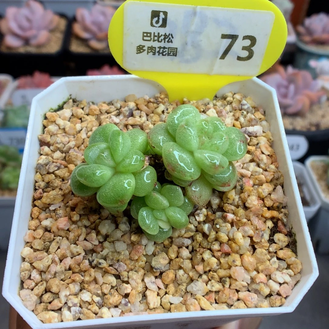 73三头冰玉石化多肉植物