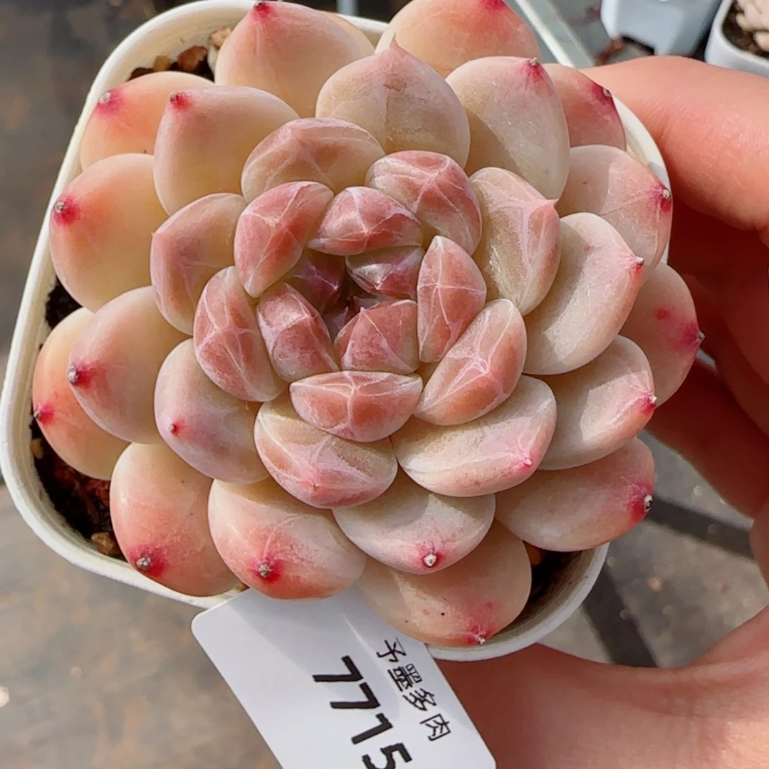 冰魄，7715多肉植物