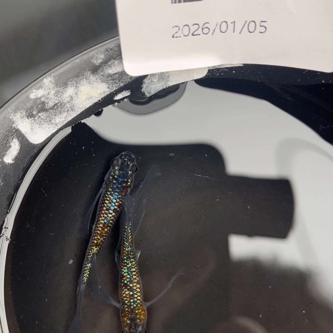 青鳉鱼210克拉斯真长鳍一对