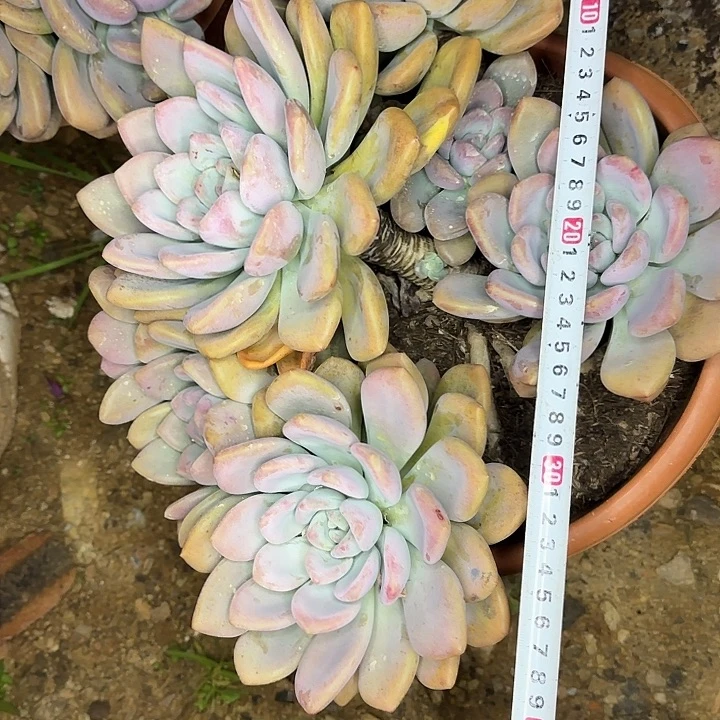 多肉植物一物一拍超大奥普705