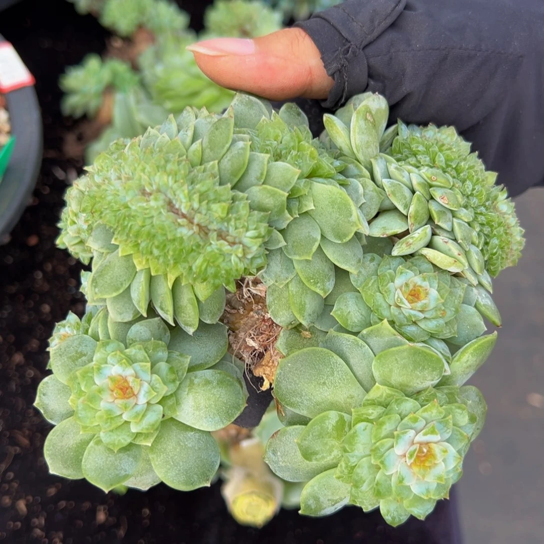 韩*天天开心 天天开心微瑕