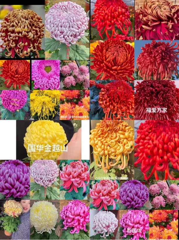 d300到d400号菊花苗半成品一勿一拍愿盆原土发货，盆坏不售后