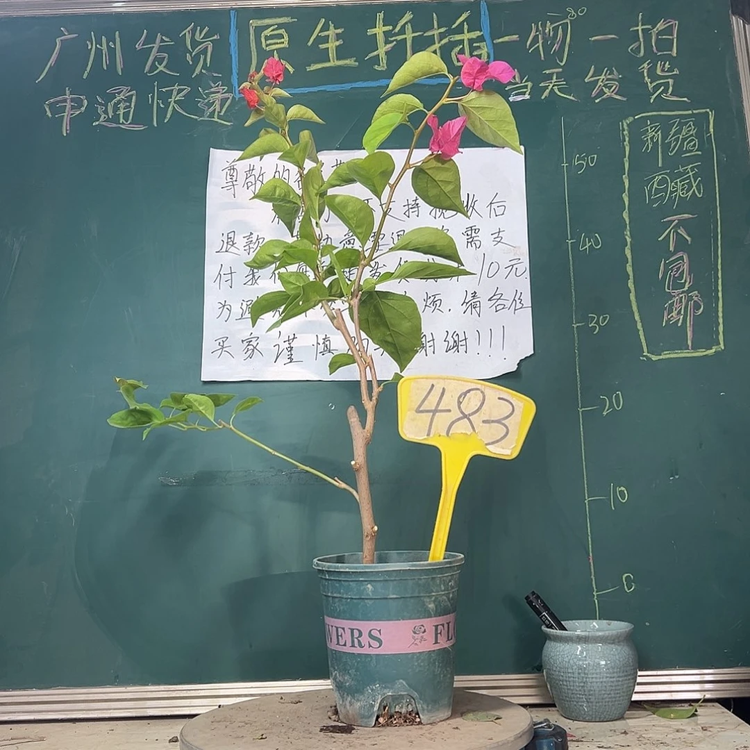 当前无花栽培后可以开花暗斑同安红483