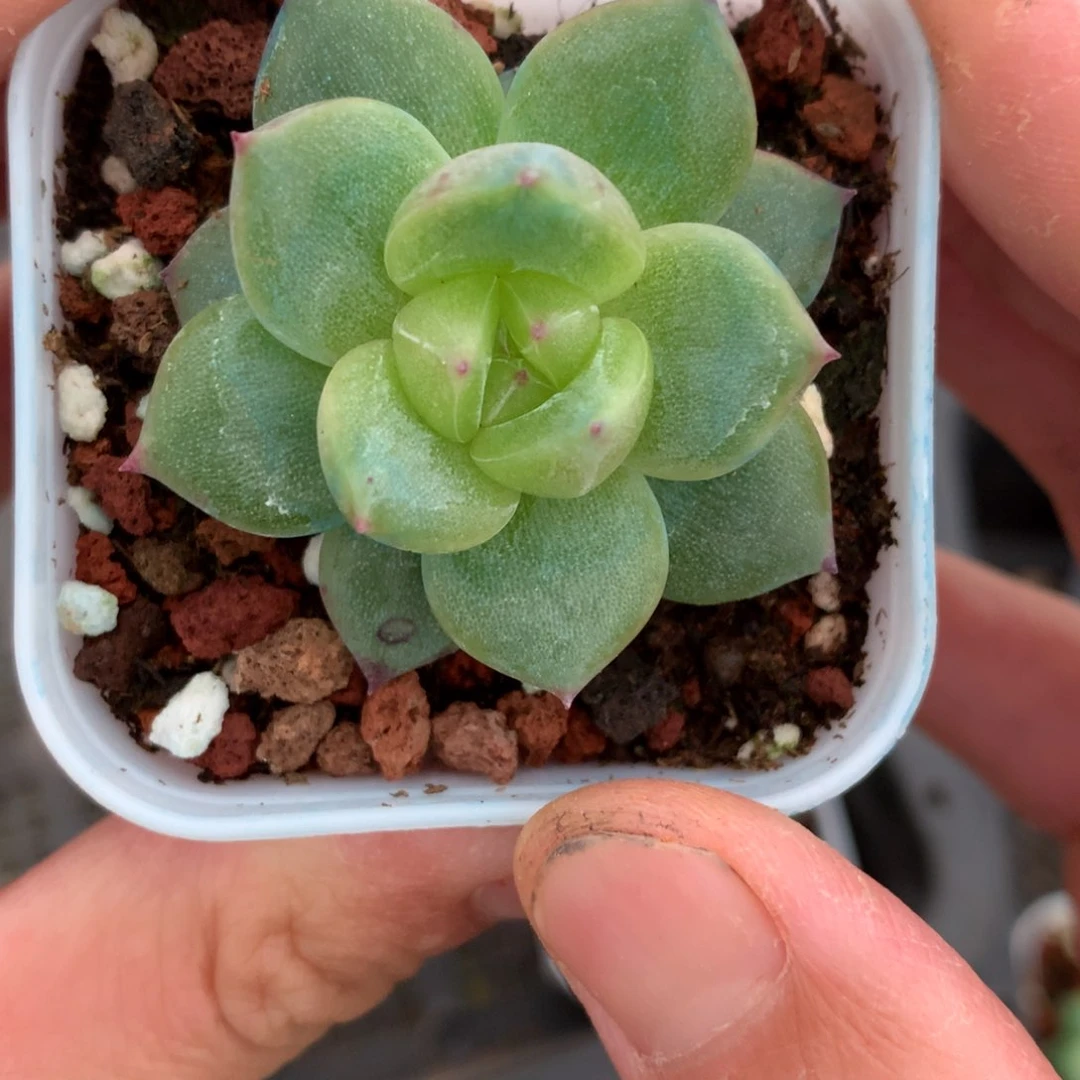 全部花朵东云体珍妮一颗2号