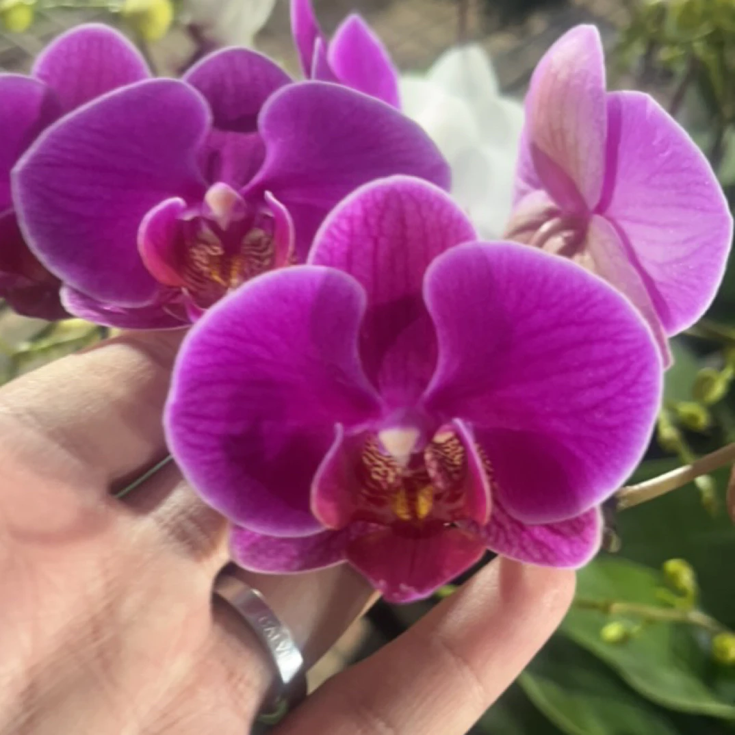 蝴蝶兰 晶钻 带花带花苞