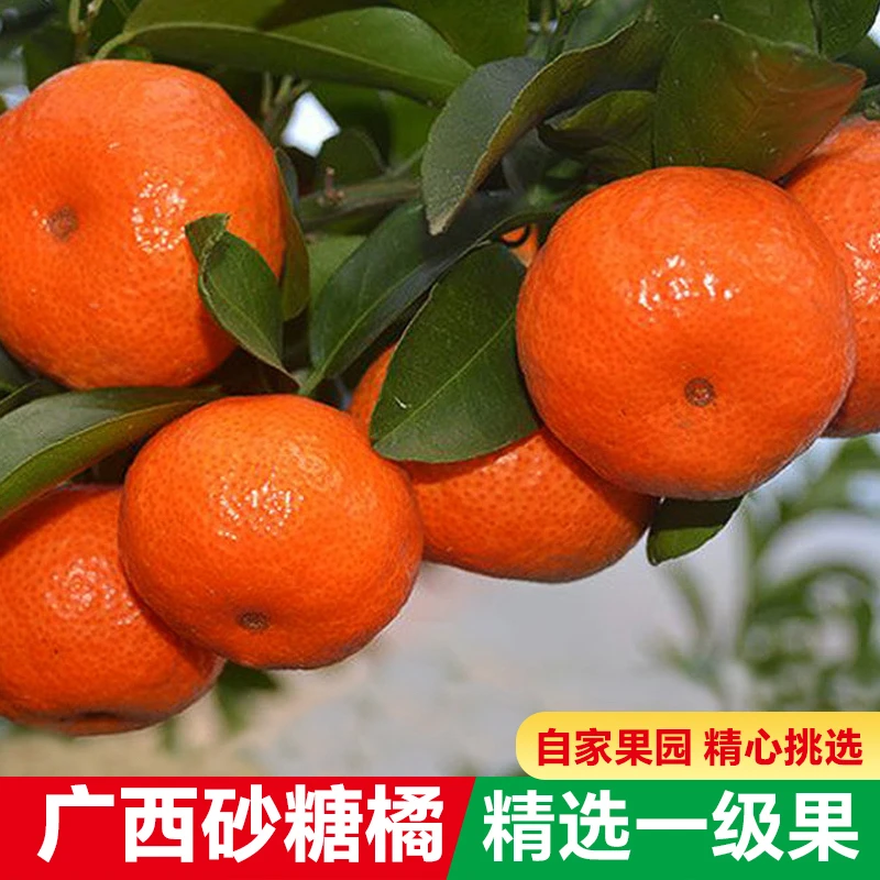 正宗广西砂糖橘大果无仔爆甜沙糖桔小桔子蜜橘子新鲜当季水果D