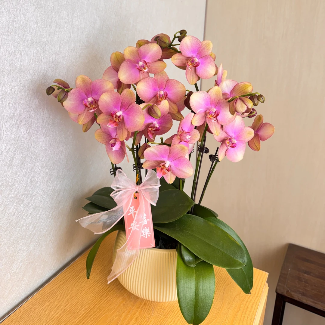 《梵高》欧洲进口稀有彩色系蝴蝶兰  室内花卉绿植摆件年宵送礼