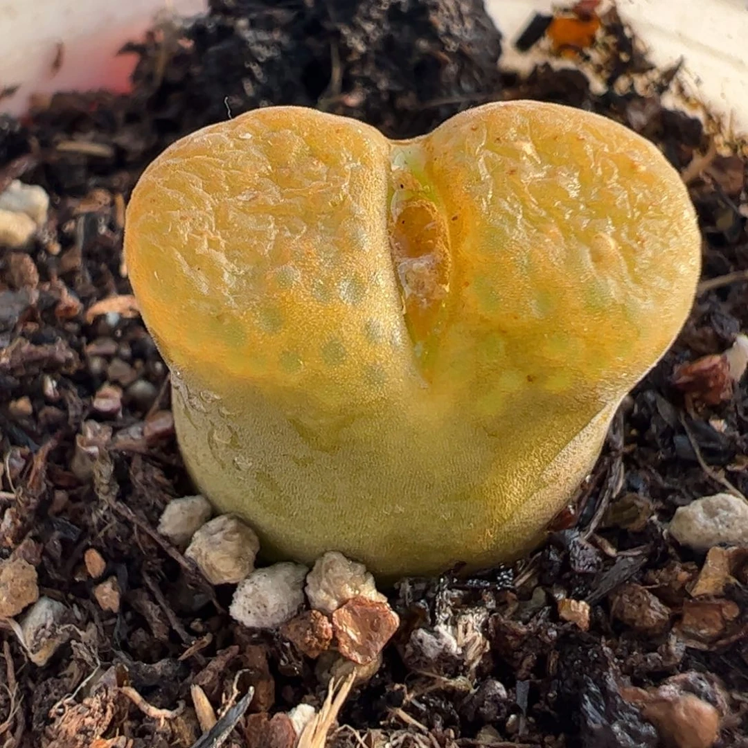 063多肉植物百科