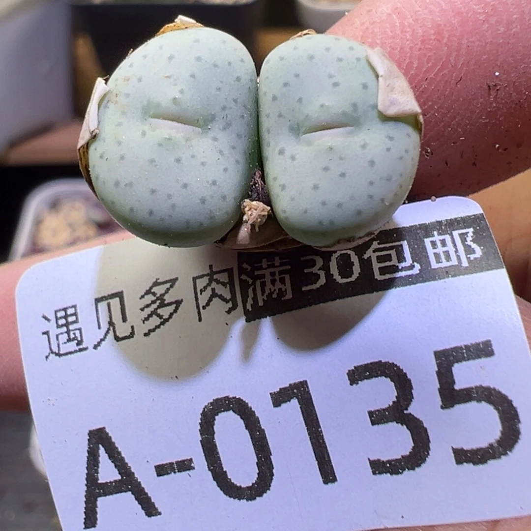 多肉植物1111111111111