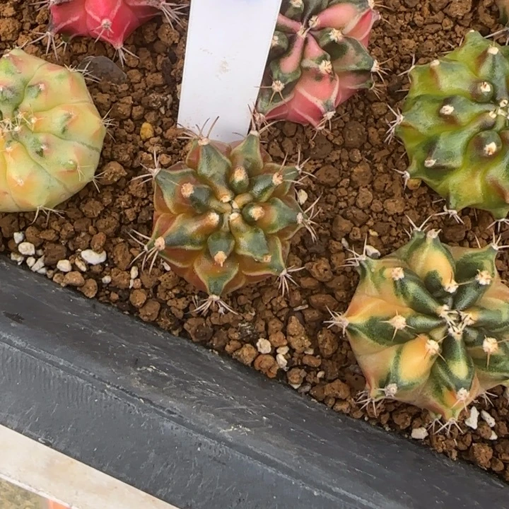 197-0118泰国发货多肉