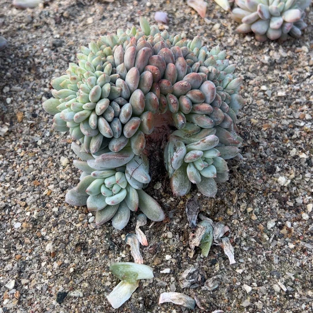 ****毒b038多肉多肉多肉多肉