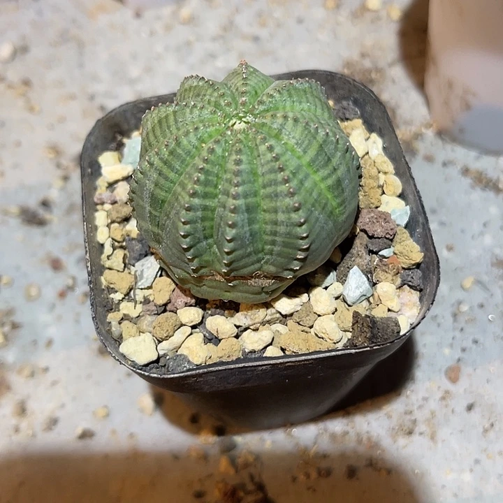 无花朵布纹球有瑕疵一物一拍下单包邮