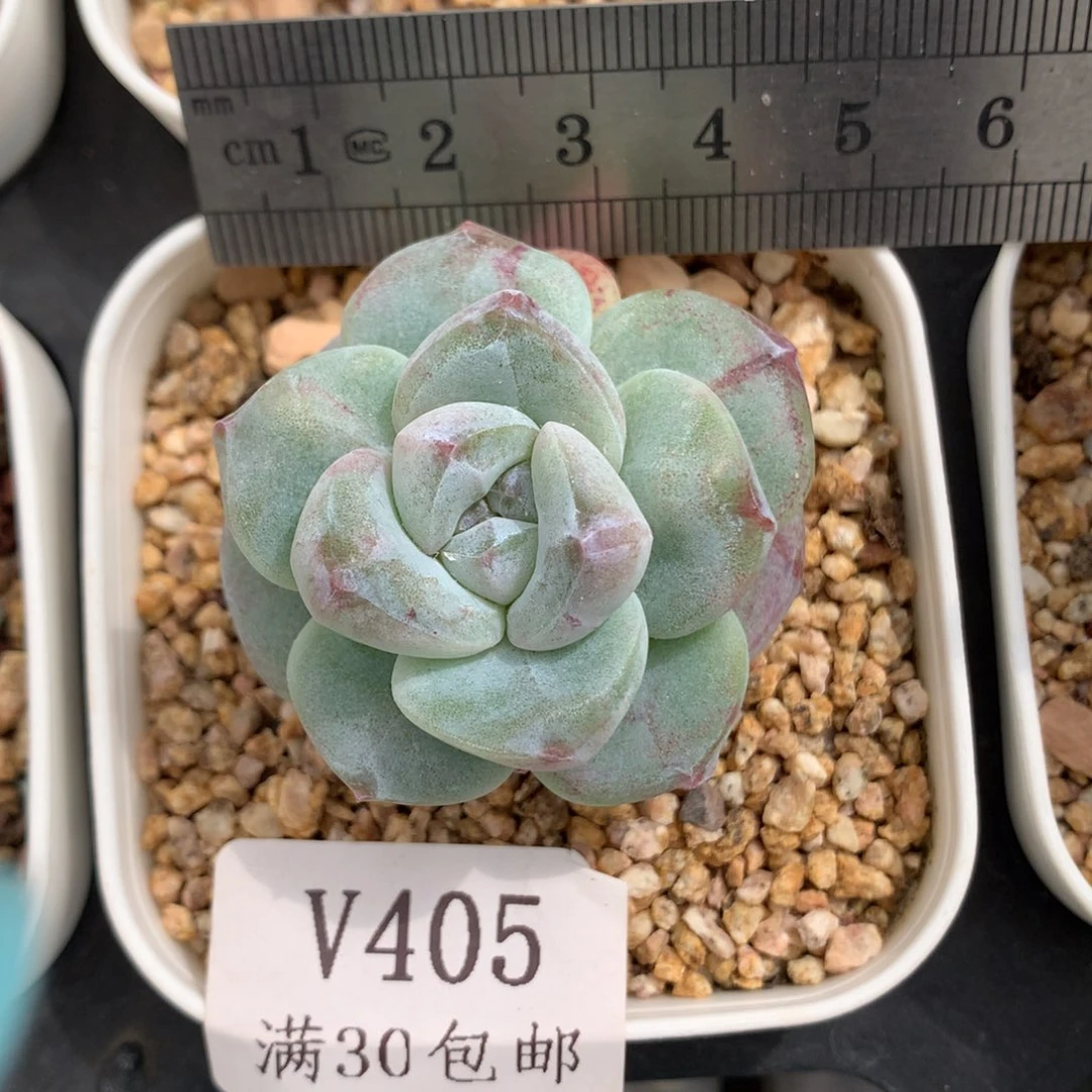 405。石化冰玉单头。