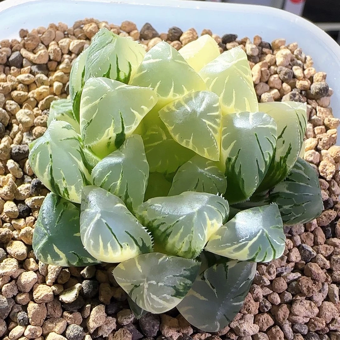 043号花水晶实生锦一物一拍带盆土
