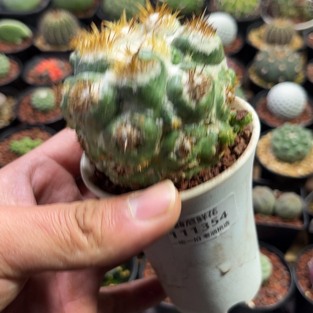 棠***眠111354一物一拍单仙人球