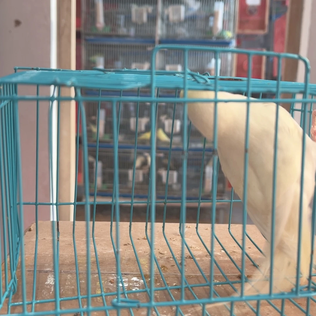 虎皮鹦鹉我的小姐姐