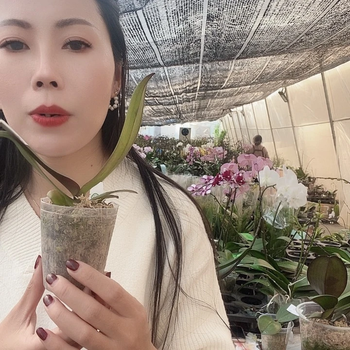 无花朵黑白郎君蝴蝶兰