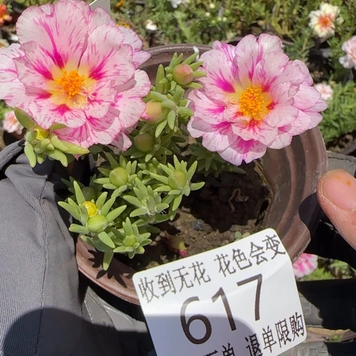 无花朵617超小苗盆口10cm