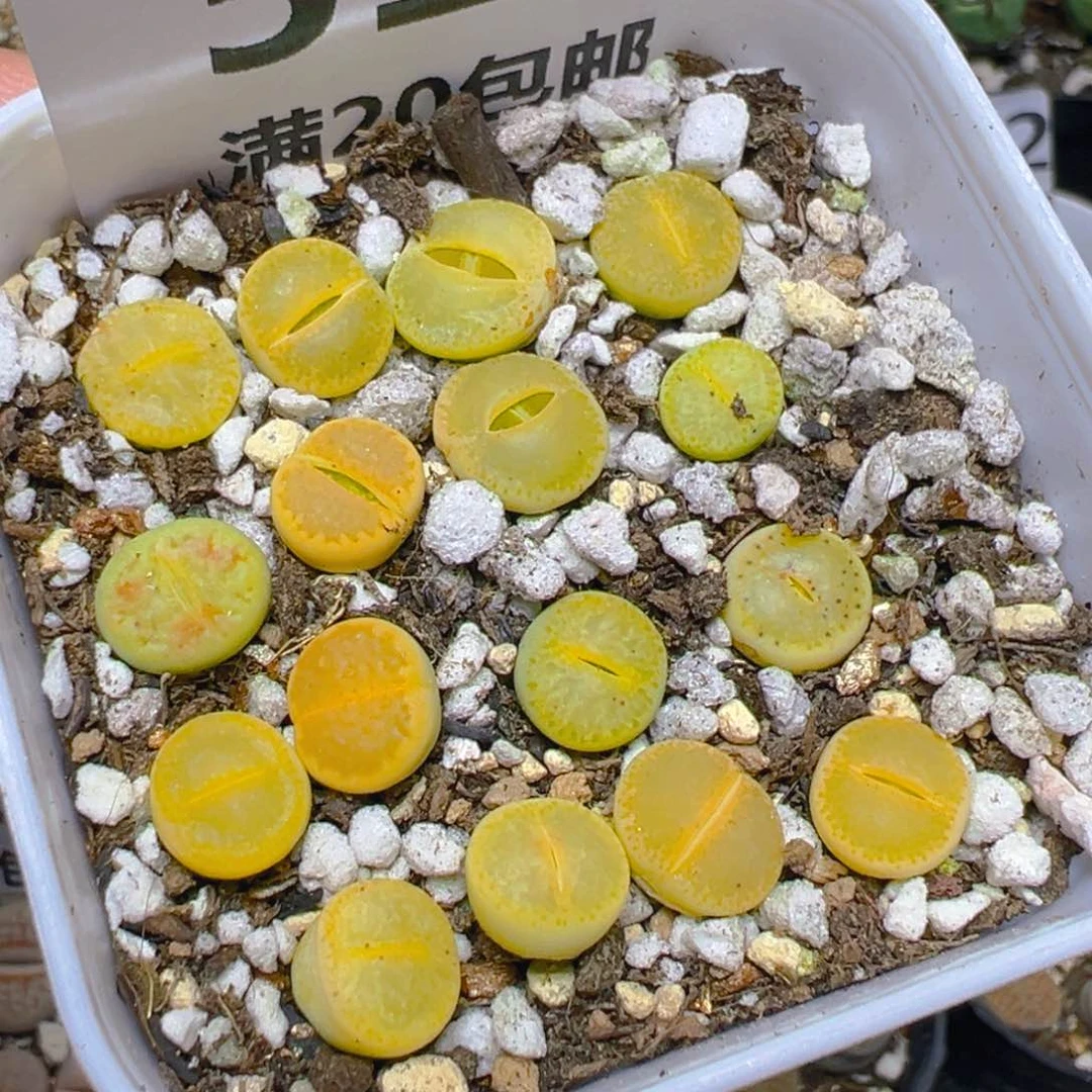 【闪购商品】 518。