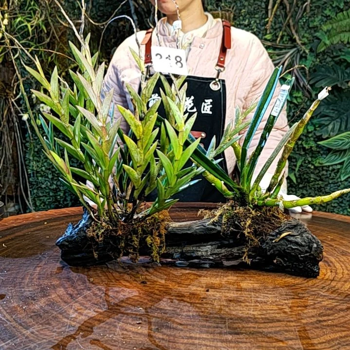 【闪购商品】318剑叶珍虫红花鸟舌兰花花