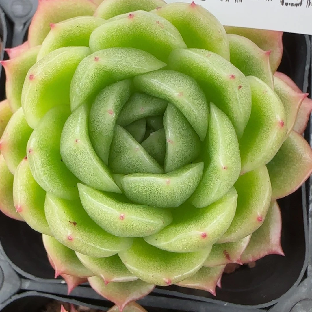 花语逸镜0129-422