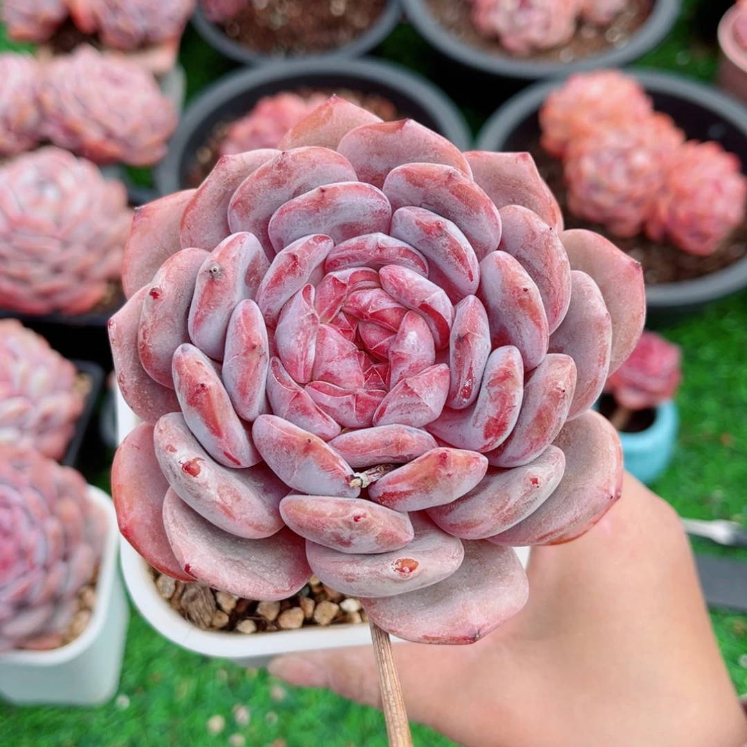 空**埜风靡园艺老桩石榴籽星影单头