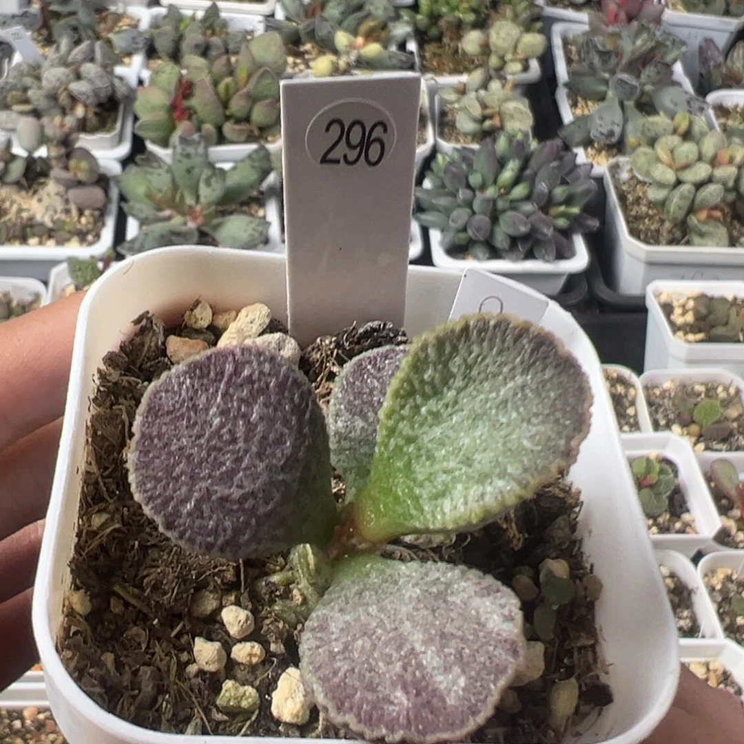 296实生多肉植物水泡