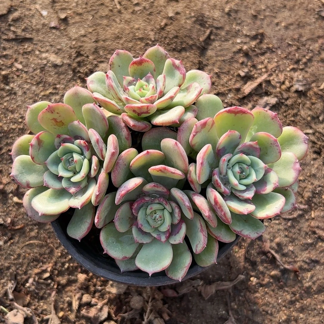 多肉植物多肉植物