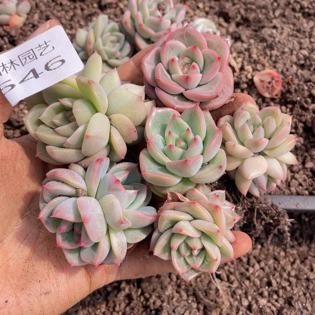 多肉植物多肉植物546