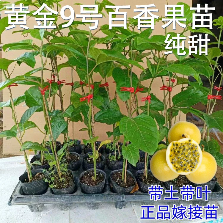 广西黄金百香果苗百香果树纯甜四季结果盆栽爬藤南方阳台种植