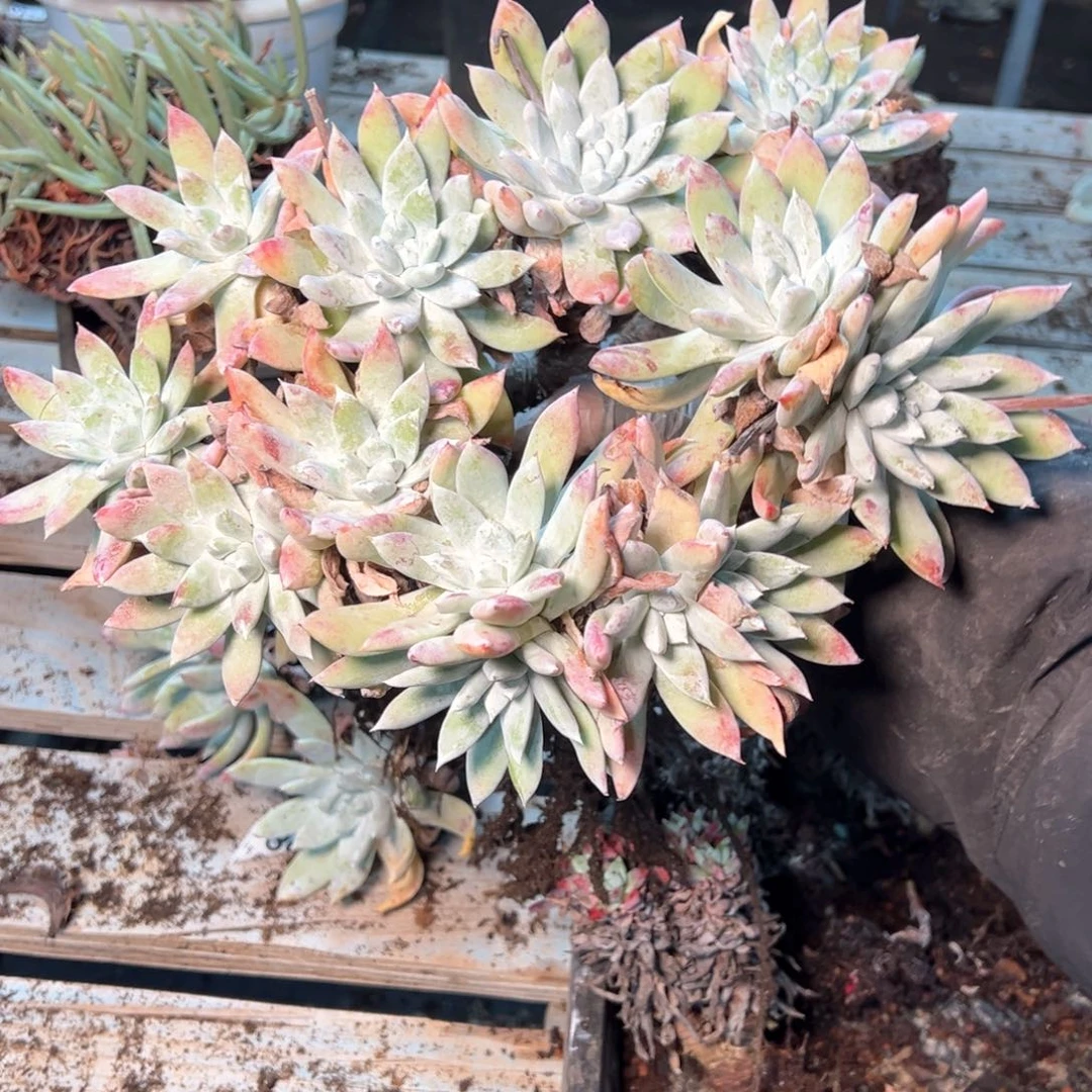 7446哈哈哈哈哈哈哈哈