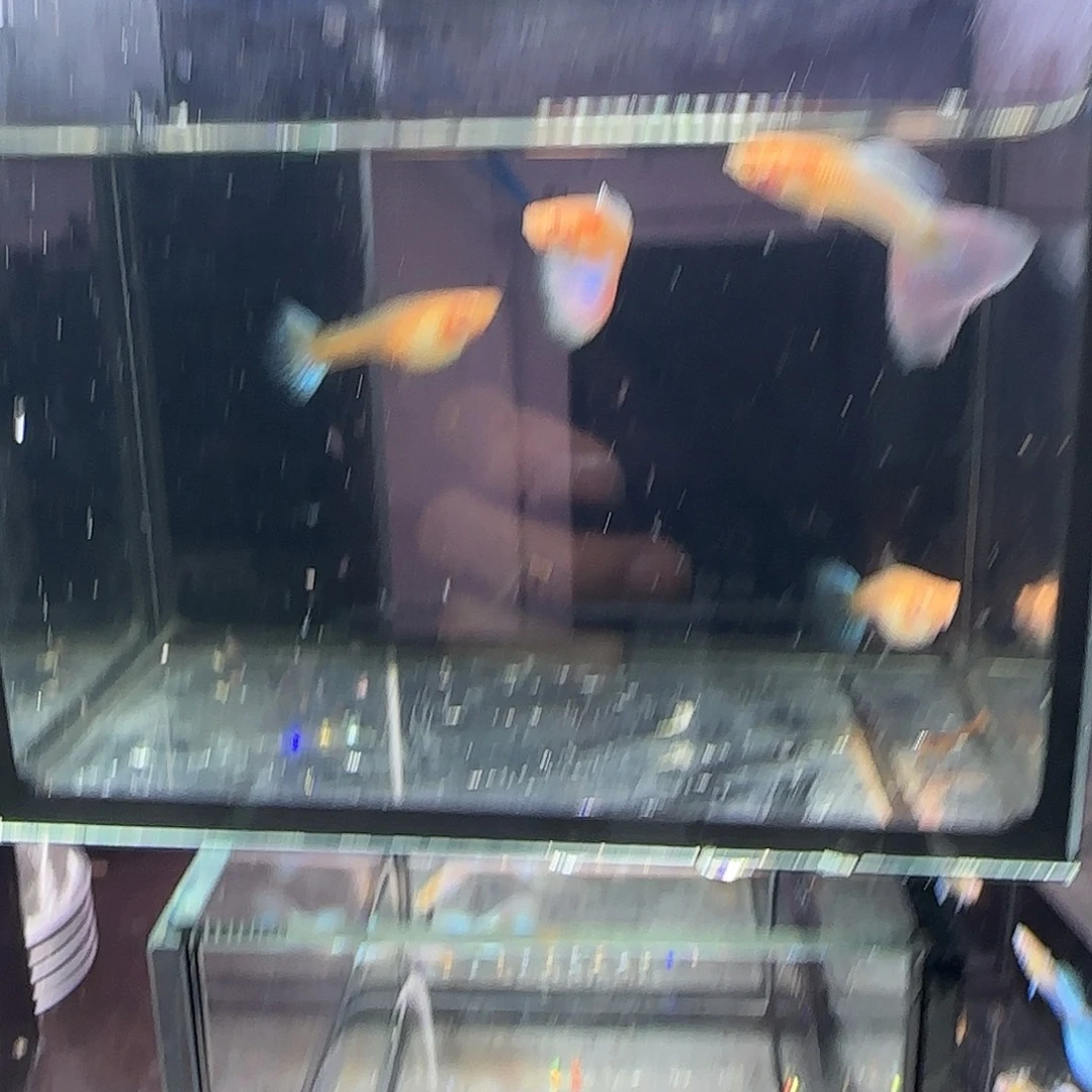 孔雀鱼天使彩虹两对，三个月