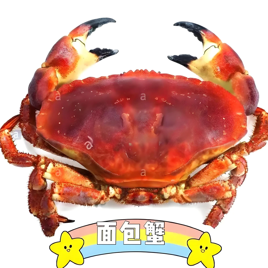 （港威海鲜）鲜活面包蟹1只（一斤多）蟹同城配送