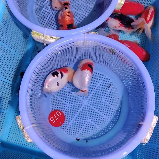 海***林金鱼075兰寿两只特价顺丰包邮