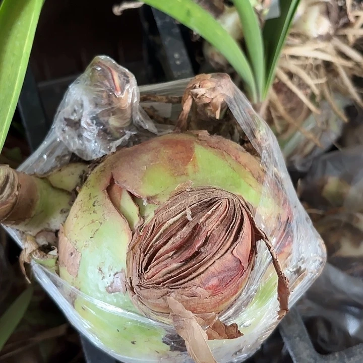 ?****酒杂交5号开花不售后