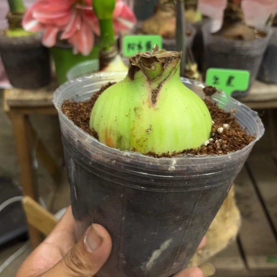 ****签鬼魅带盆带根发货