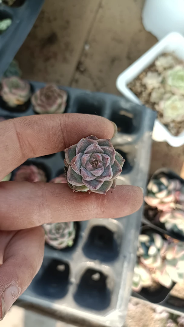 杂交1棵多肉植物