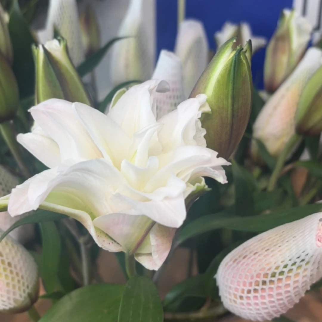 【巧遇花店】重瓣粉百合6-8朵