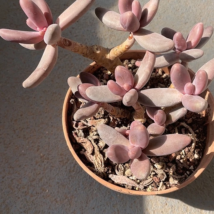 【闪购商品】红手指多肉