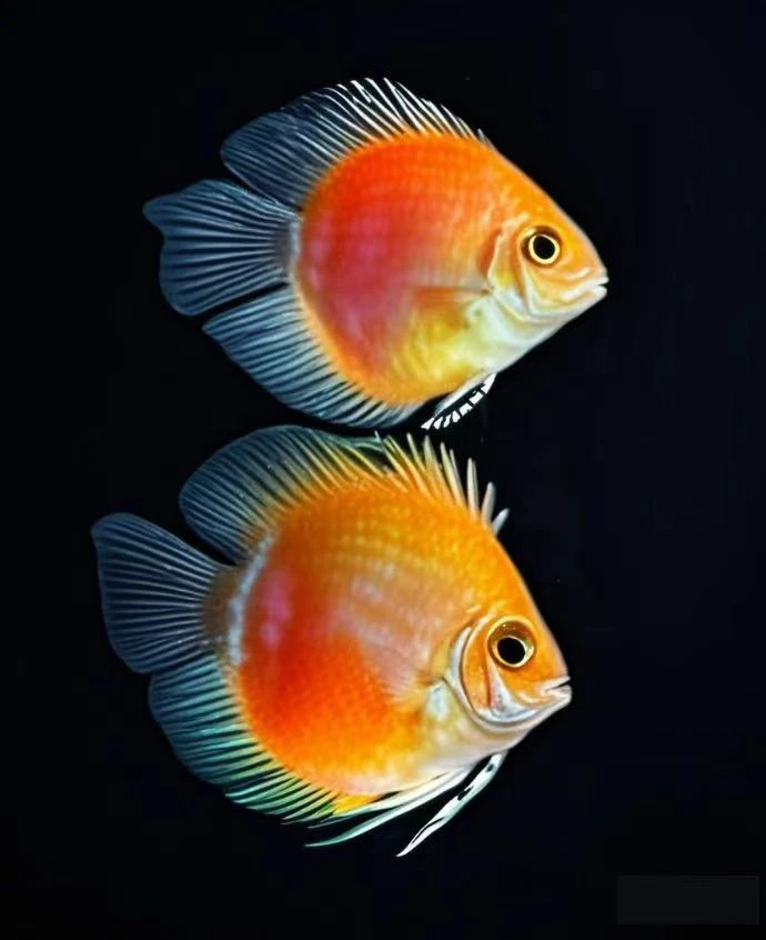 白金宝蓝胭脂粉迷你鹦鹉鱼