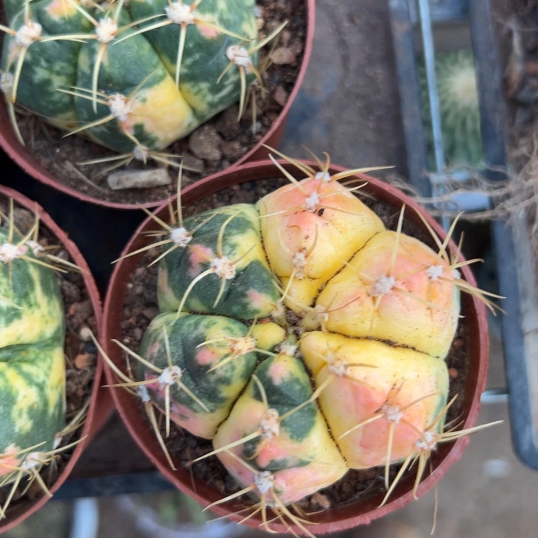 持***恒零零落落 零零落落