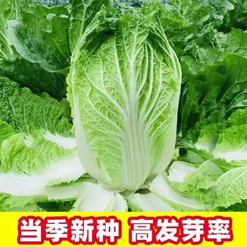 【全店满5包包邮】丰抗90包心大白菜种子