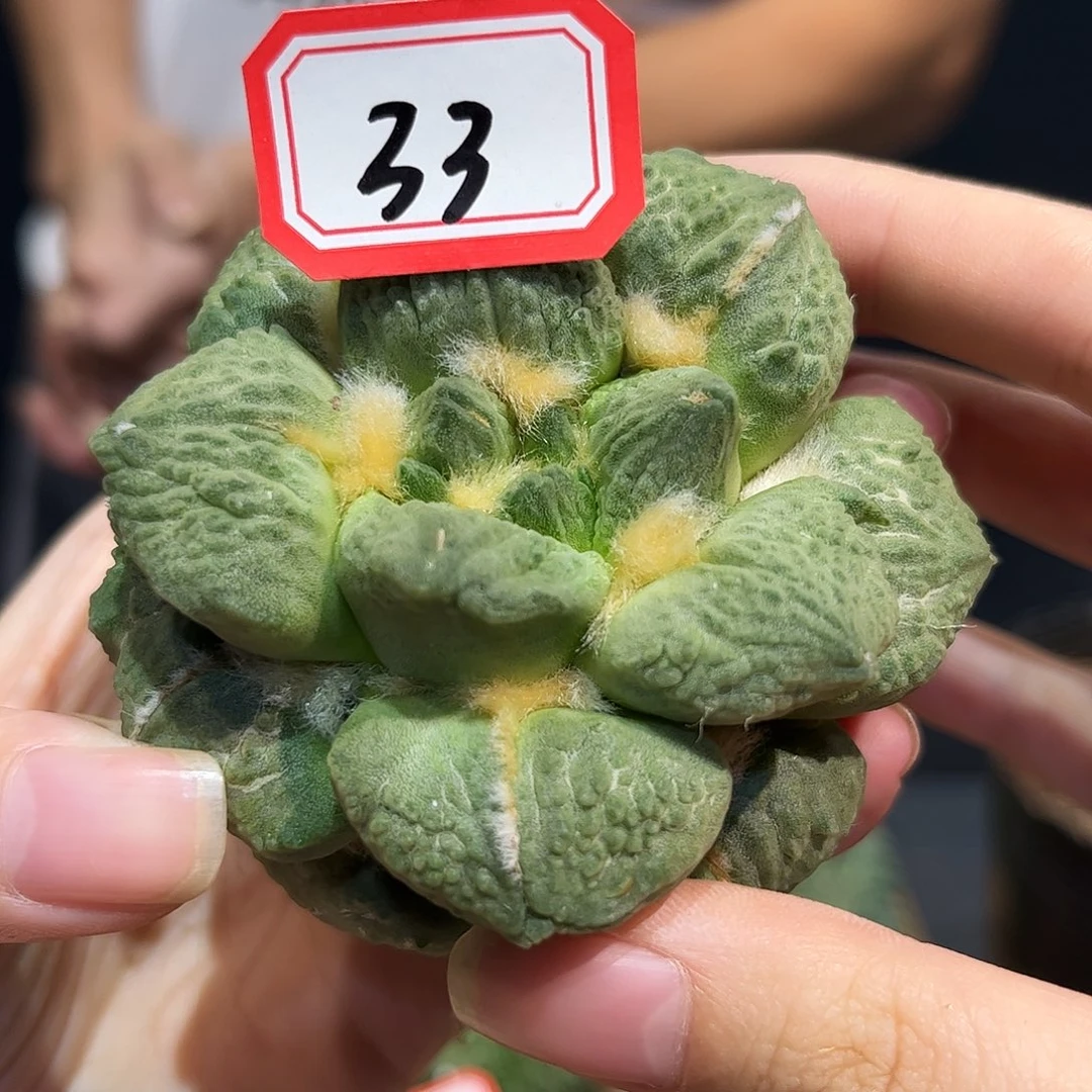 33号7.2cm自根中筋牛舌蛋怒