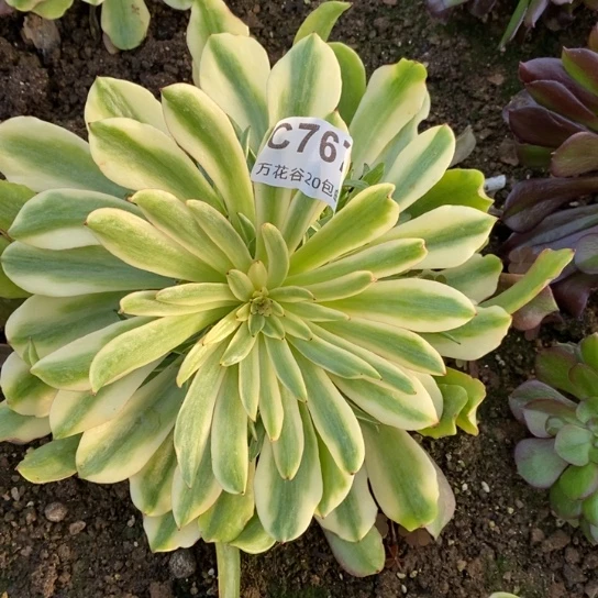 767油画少女多肉植物